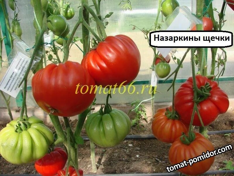 Помидоры щечки фото Назаркины щечки (3).JPG - Альбомы - tomat-pomidor.com