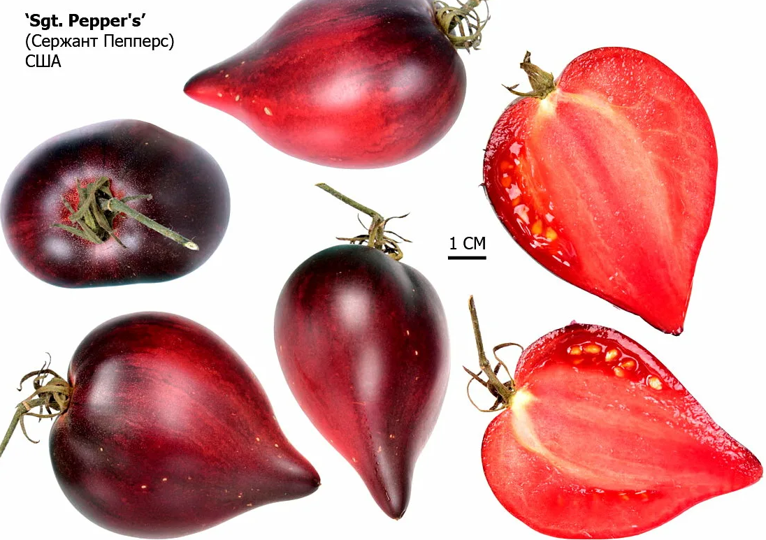 Томат Сержант Пеппер семена Питомник семян Орешка