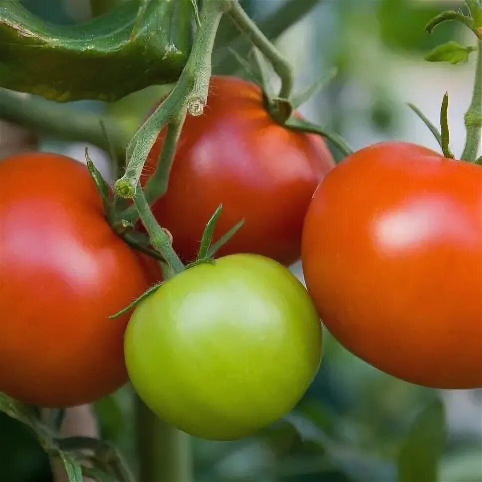 Помидоры северные фото Faire mûrir les tomates - Ooreka Planter tomates, Tomates, Maladie tomate