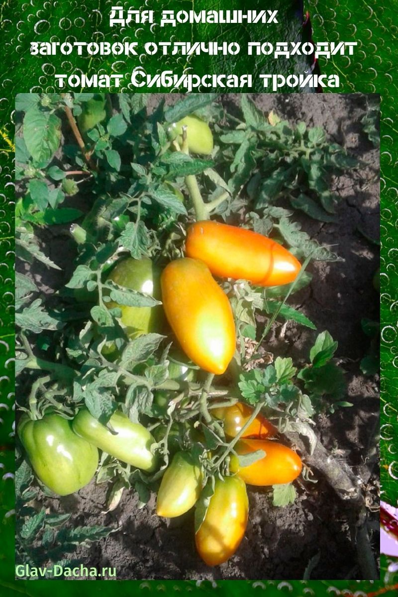 Помидоры сибирская тройка описание фото томат Сибирская тройка Tomato, Vegetables