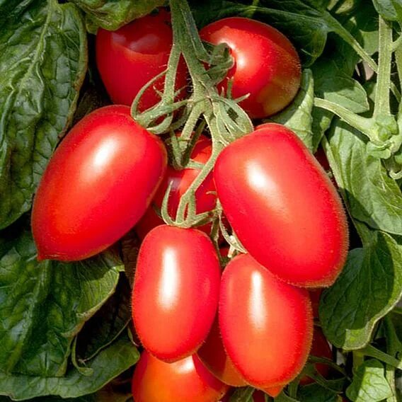 Помидоры слива фото Tomato 'Crimson Plum F1 (Indeterminate)' - Seeds Suttons