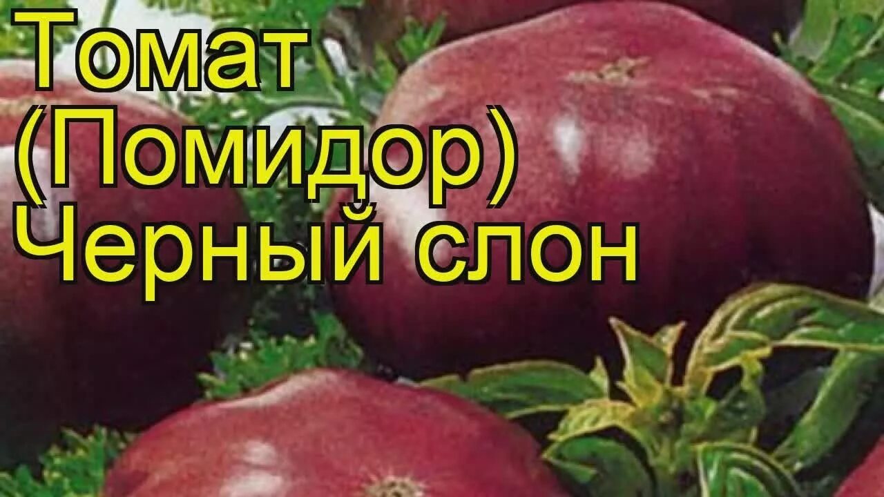 Помидор "Розовый слон" Томат Розовый слон - это хороший крупнопл - Дом, сад, ого