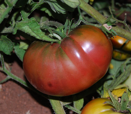 Помидоры слон фото Black Elephant Tomato Tomato, Heirloom seeds, Tomato seeds