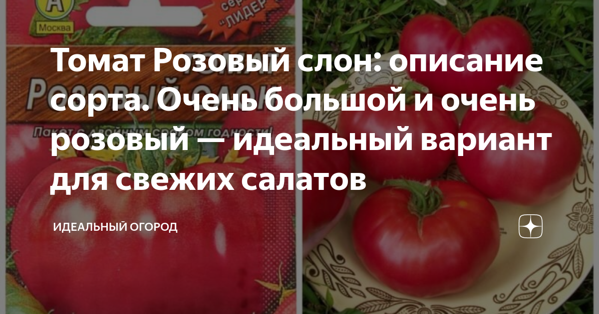 Помидоры слон описание сорта фото отзывы Томат Розовый слон: описание сорта. Очень большой и очень розовый - идеальный ва