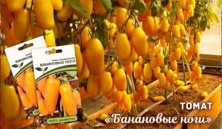 Томаты СуперГрядка флориниseeds1211-380 - купить по выгодным ценам в интернет-ма