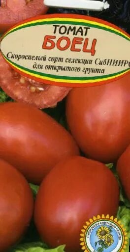 Помидоры сорт боец отзывы фото des tomates l'espèce Photo, la culture du sol et la description, les caractérist