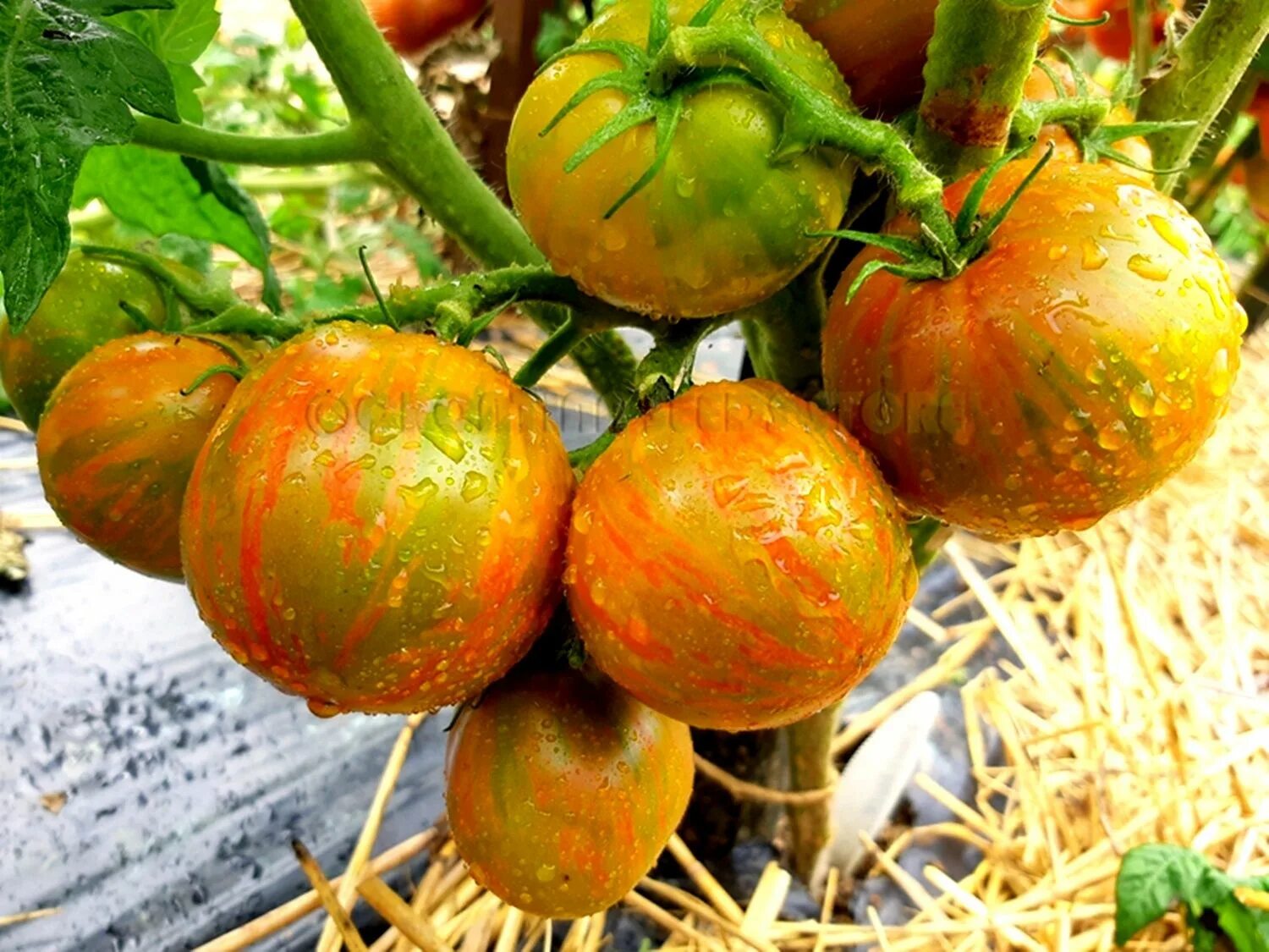 Помидоры сорт гном фото AFTERSHOCK Dwarf Tomato in 2021 Tomato, Tomato garden, Fruit