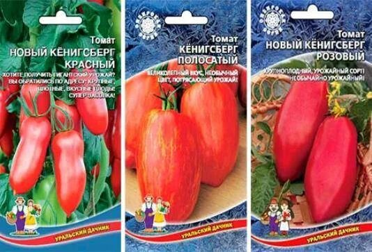 Помидоры сорт кенигсберг отзывы фото Томат кенигсберг схема посадки