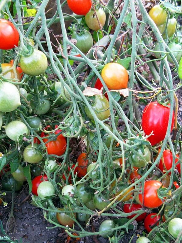 Помидоры сорт поцелуй герани фото Томат Поцелуй герани (Geranium Kiss)