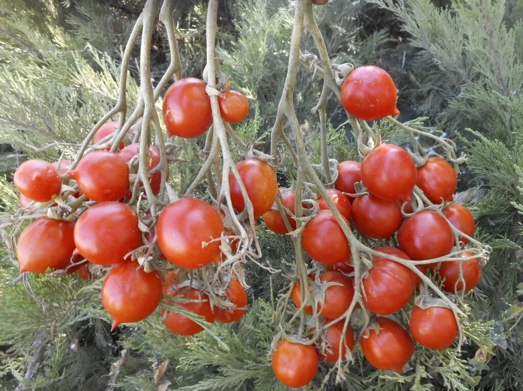 Помидоры сорт поцелуй герани фото Rajčica / Geranium Kiss - Kuća biljaka