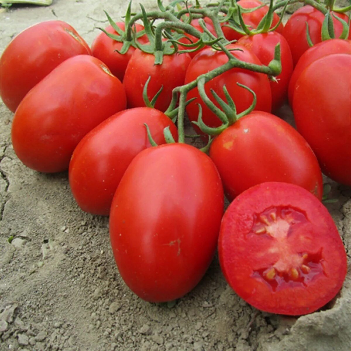 Помидоры сорт рио гранде фото Рассада томат Рио гранде Агродекор AGRO117 - купить в Компания АгроДекор, цена н