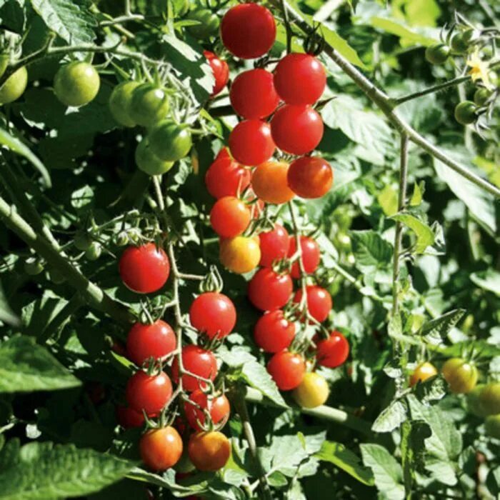 Помидоры сорт верочка описание фото Jasper Organic Tomato Organic tomatoes, Organic seeds, Tomato seeds