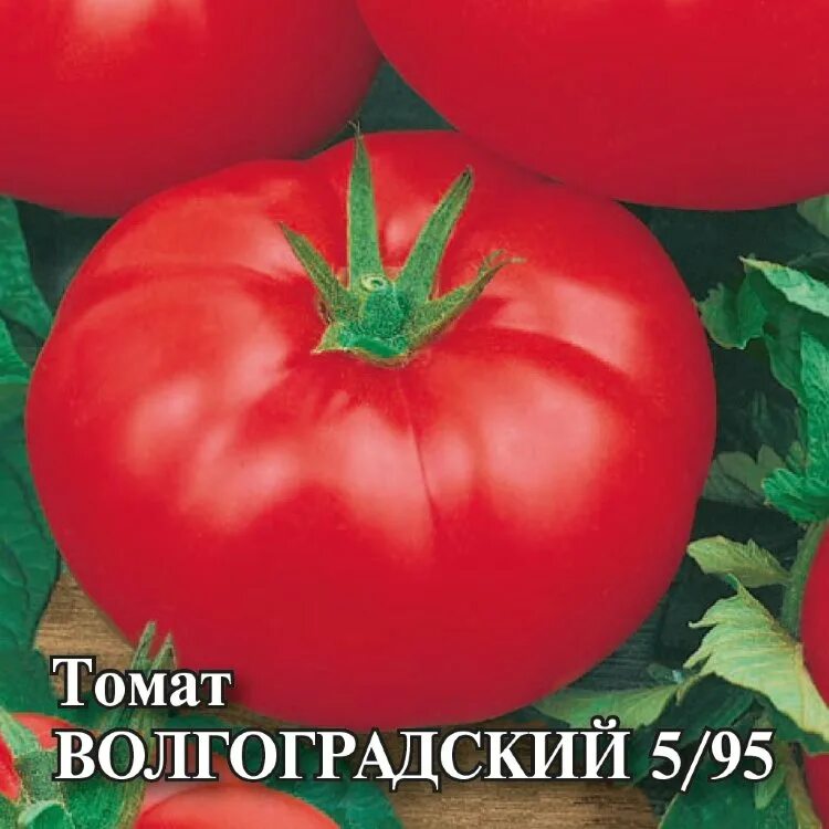 Помидоры сорт волгоградские фото отзывы ✔ Семена Томат Волгоградский 5/95, 5г, Гавриш, Фермерское подворье по цене 198,4