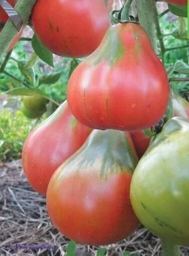 Помидоры сорт японский трюфель фото Pin on Hortaliças Tomato seeds, Organic vegetables, Organic vegetable seeds