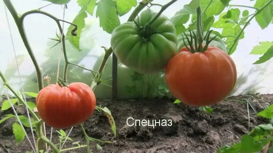 Помидоры спецназ фото Сорт томата Спецназ: отзывы, фото, урожайность, характеристики, нюансы выращиван