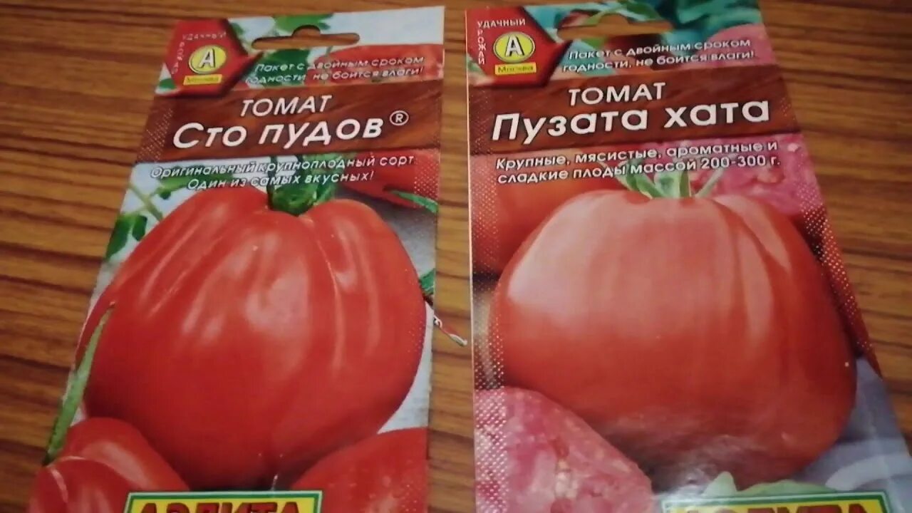 Помидоры сто пудов отзывы фото Пузата хата и сто пудов томат всех времен и народов. - YouTube