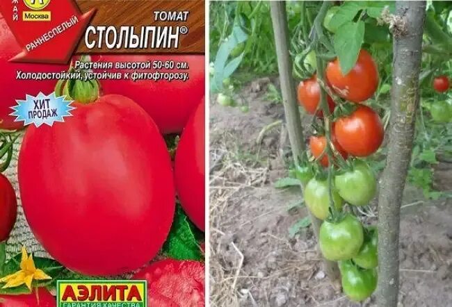 Помидоры столыпин описание сорта фото отзывы Столыпин томат - CormanStroy.ru