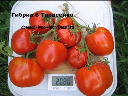 Помидоры тарасенко отзывы фото Томат Гибрид Тарасенко 6: описание сорта, отзывы, фото tomatland.ru