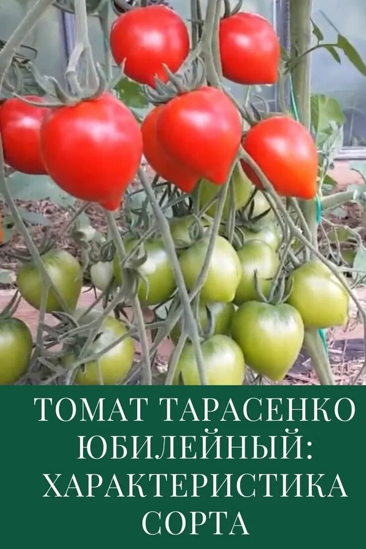 Помидоры тарасенко отзывы фото Томат Тарасенко Юбилейный: характеристика и описание сорта Посадка клубники, Выр