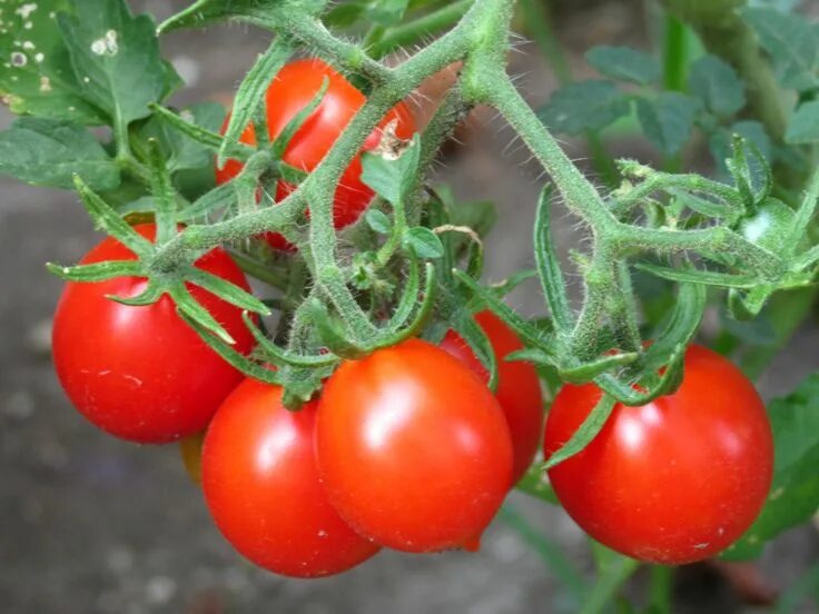 Помидоры цезарь фото Riesentraube Tomato Growing organic tomatoes, Growing tomatoes indoors, Tomato g