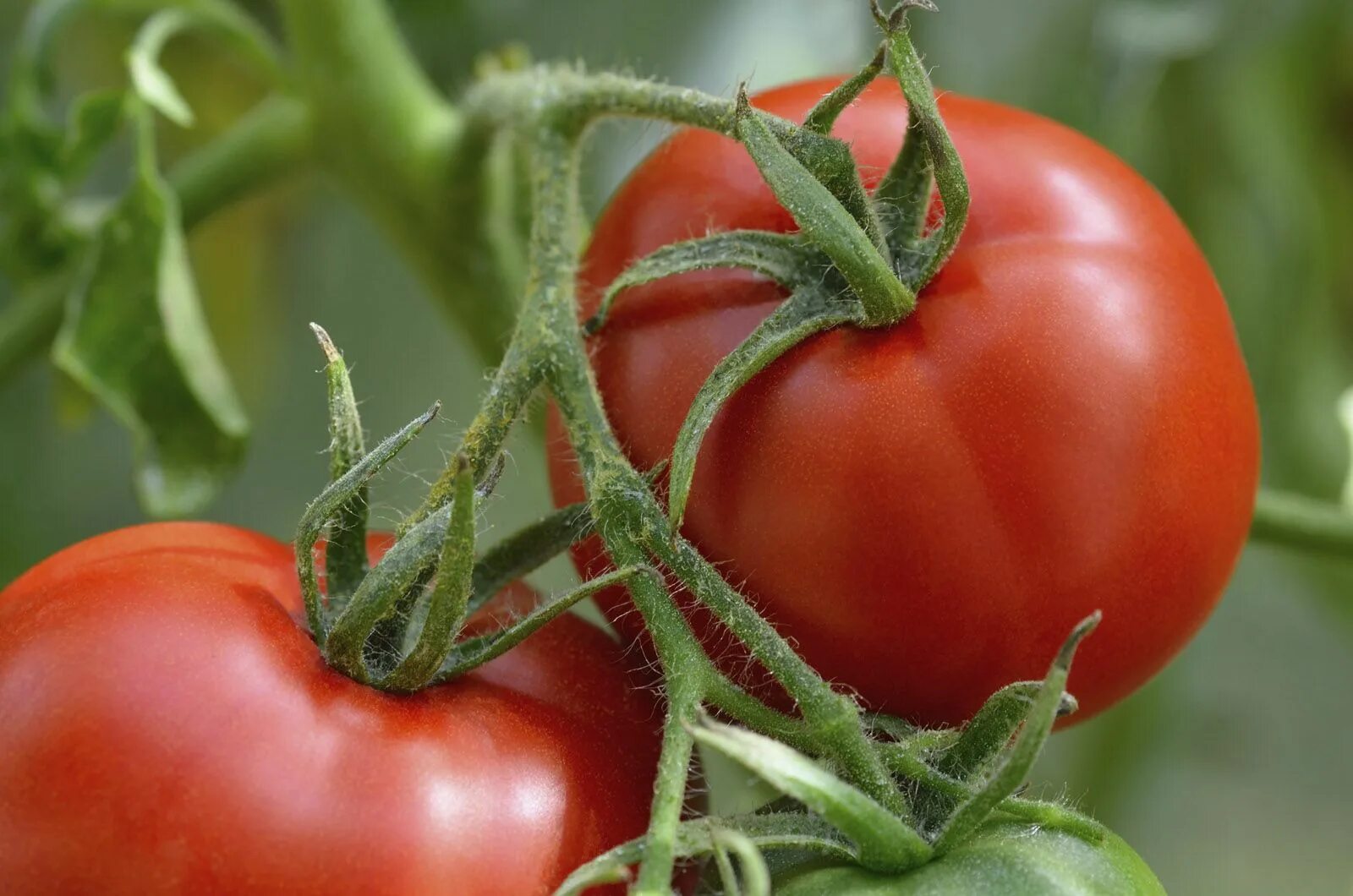 Помидоры цезарь фото A tomato planting primer - WTOP News Growing tomatoes, Starting a vegetable gard