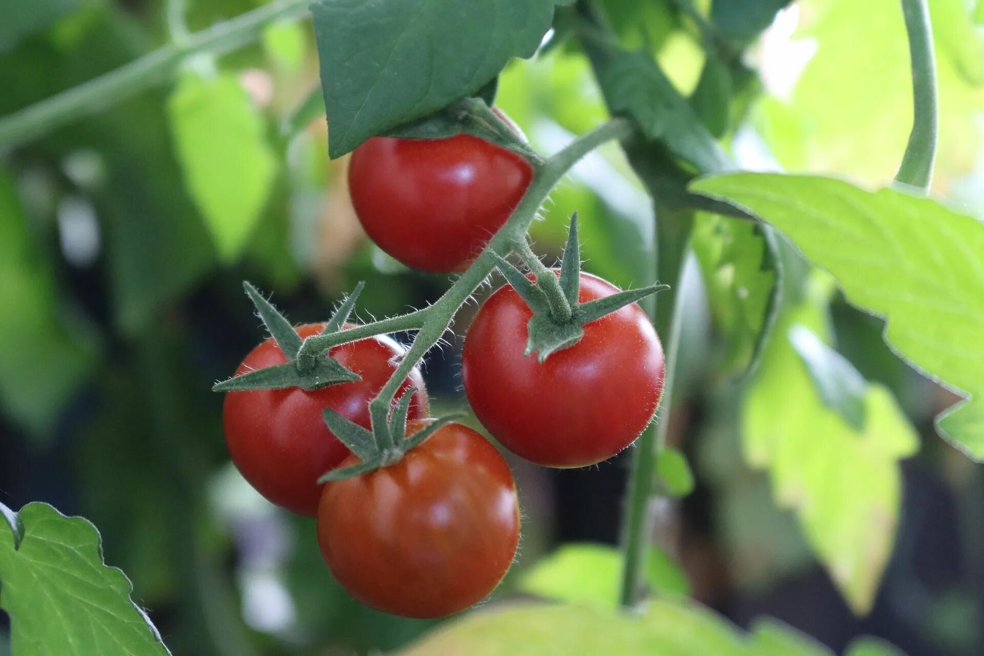 Помидоры томаты фото Bush Tomato Varieties growing in part shade Çiçek