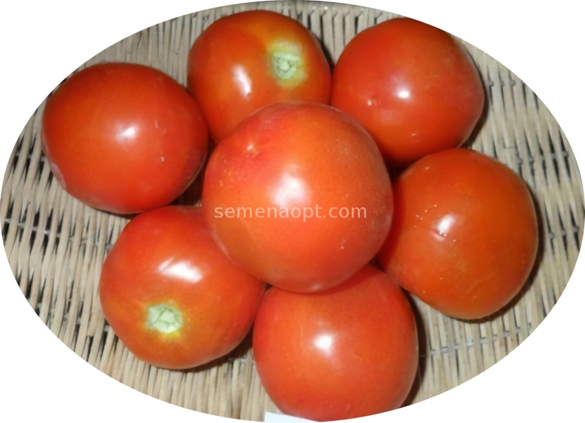 Помидоры тройка фото Requests from visitors - Tomatoes Troika Offers from sellers