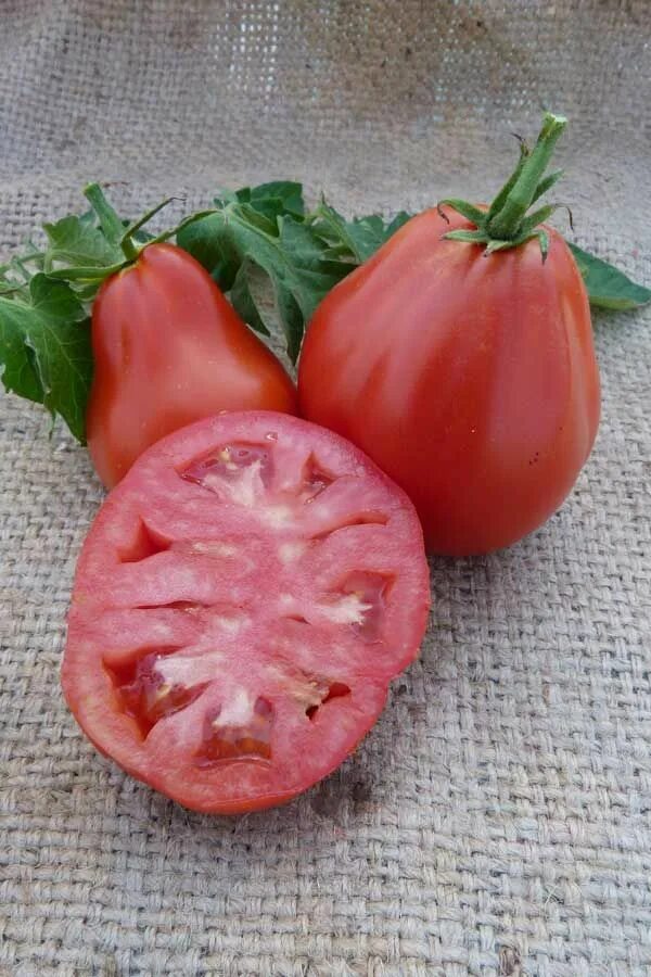 Помидоры трюфель фото Red Truffle Tomato Seeds - Sustainable Seed Co. Organic seeds, Tomato seeds, Hei