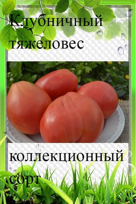 Помидоры тяжеловес описание сорта фото отзывы Томаты томатов - купить по выгодным ценам в интернет-магазине OZON (1184021203)