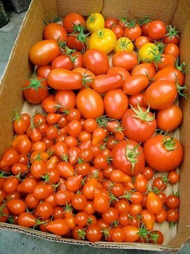 Помидоры урожай фото Growing Tomatoes in a Greenhouse Successfully Growing organic tomatoes, Growing 