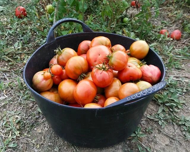 Помидоры урожай фото Tomatoes Harvest Orchard - Free photo on Pixabay Tomato, Free photos, Vegetables