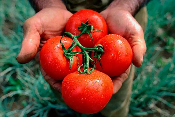 Помидоры урожай фото Лучшие сорта томатов. Самые урожайные и вкусные помидоры на 2017 - 2018 год Natu