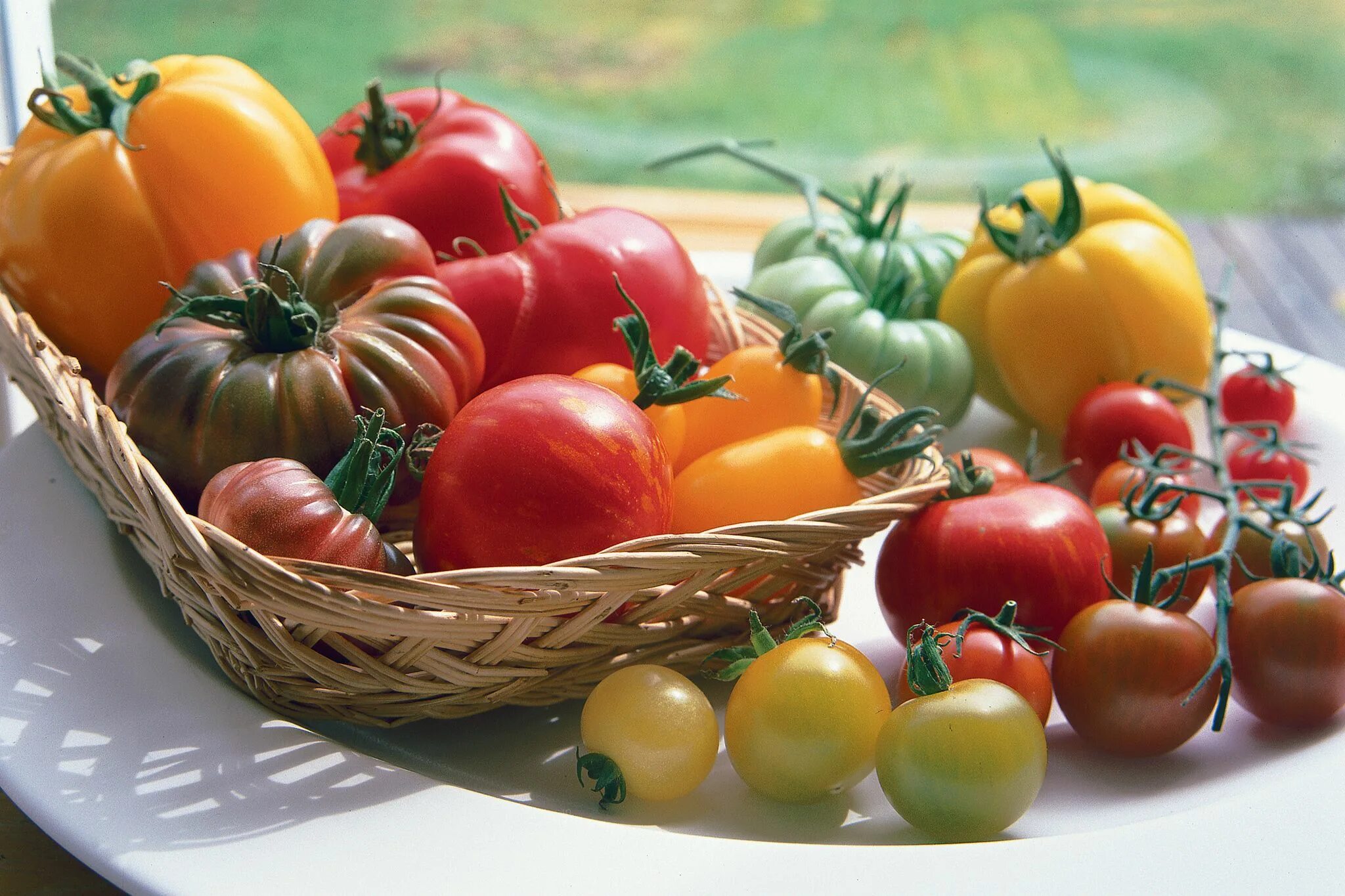 Помидоры урожай фото How to save tomato seed Growing tomatoes from seed, Saving tomato seeds, Tomato