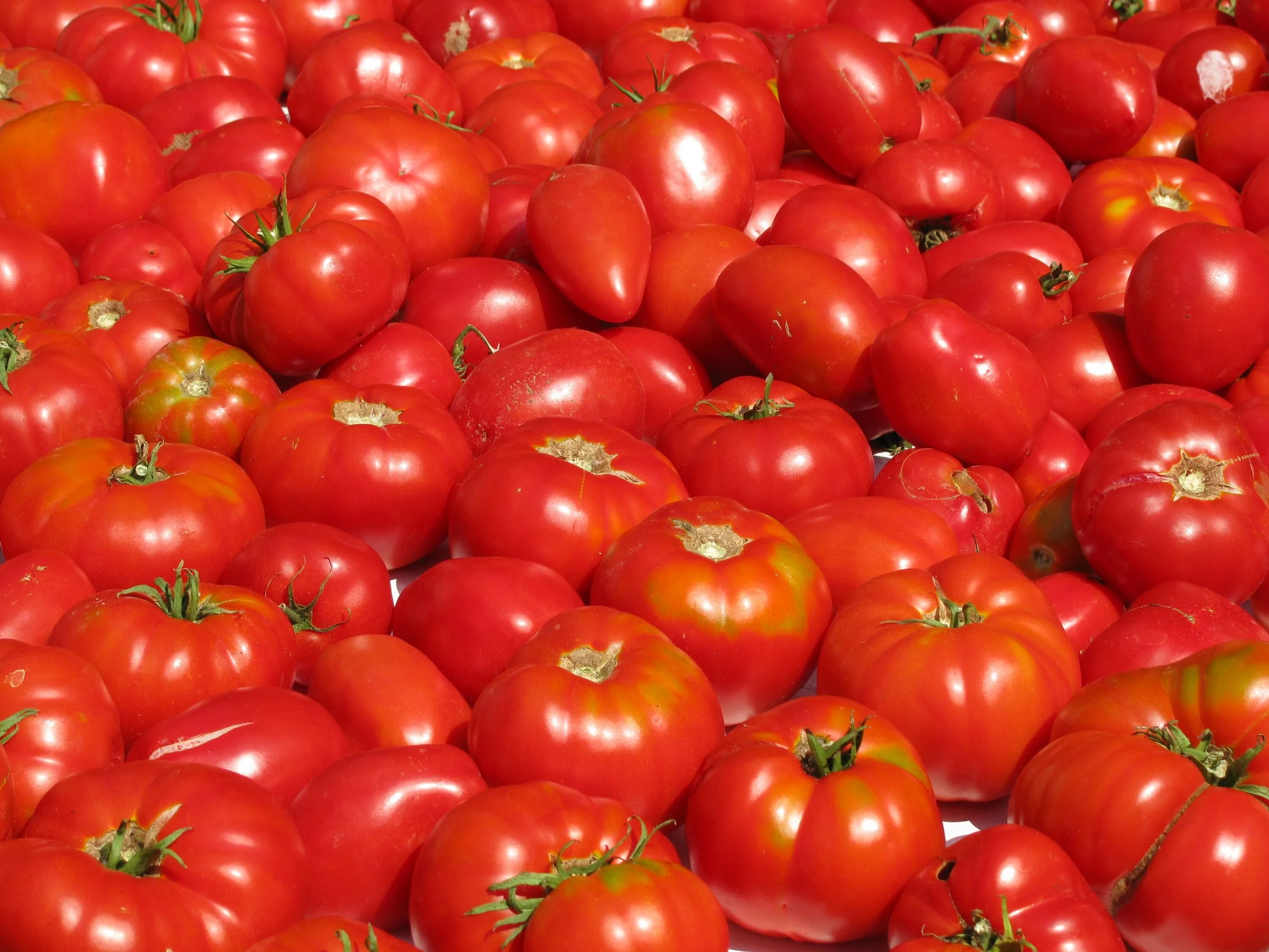 Помидоры урожай фото Red fresh tomato vegetables free image download