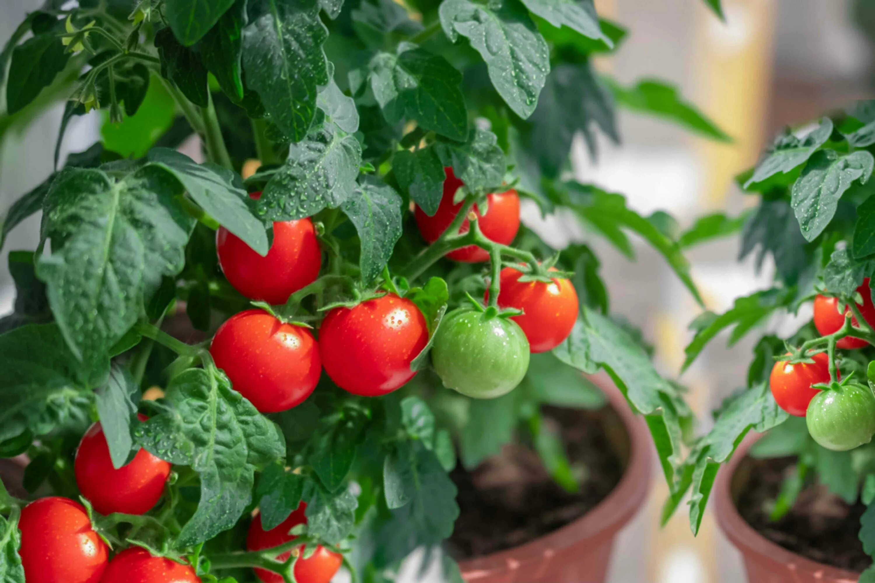 Помидоры в домашних условиях фото Common Mistakes Growing Tomatoes in Containers