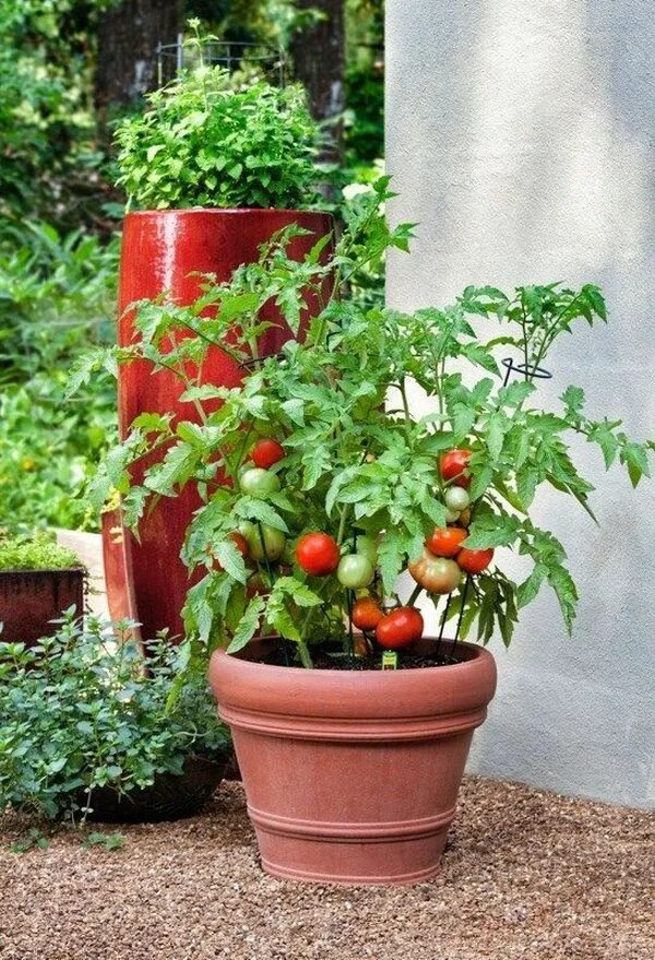 Помидоры в горшке фото Secrets of growing tasty and fresh tomatoes in pots My desired home Pflanzen, Ga