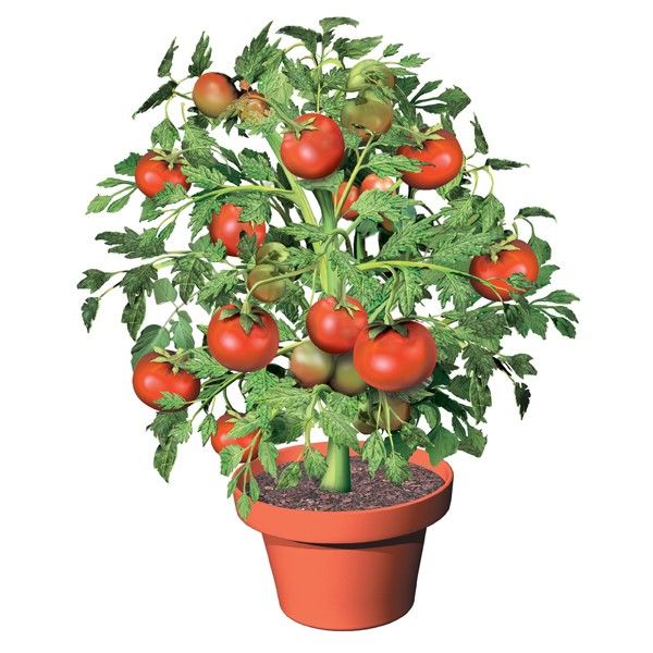 Помидоры в горшке фото Flower Pot Tomatoes S/3 - Tomato Plants In Pots - Dream Products Potted tomato p