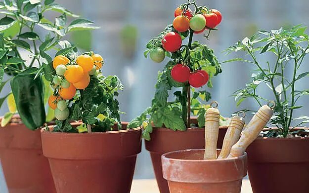 Помидоры в горшке фото Spice up your salsa and try growing it in your own garden with these tips. #sals