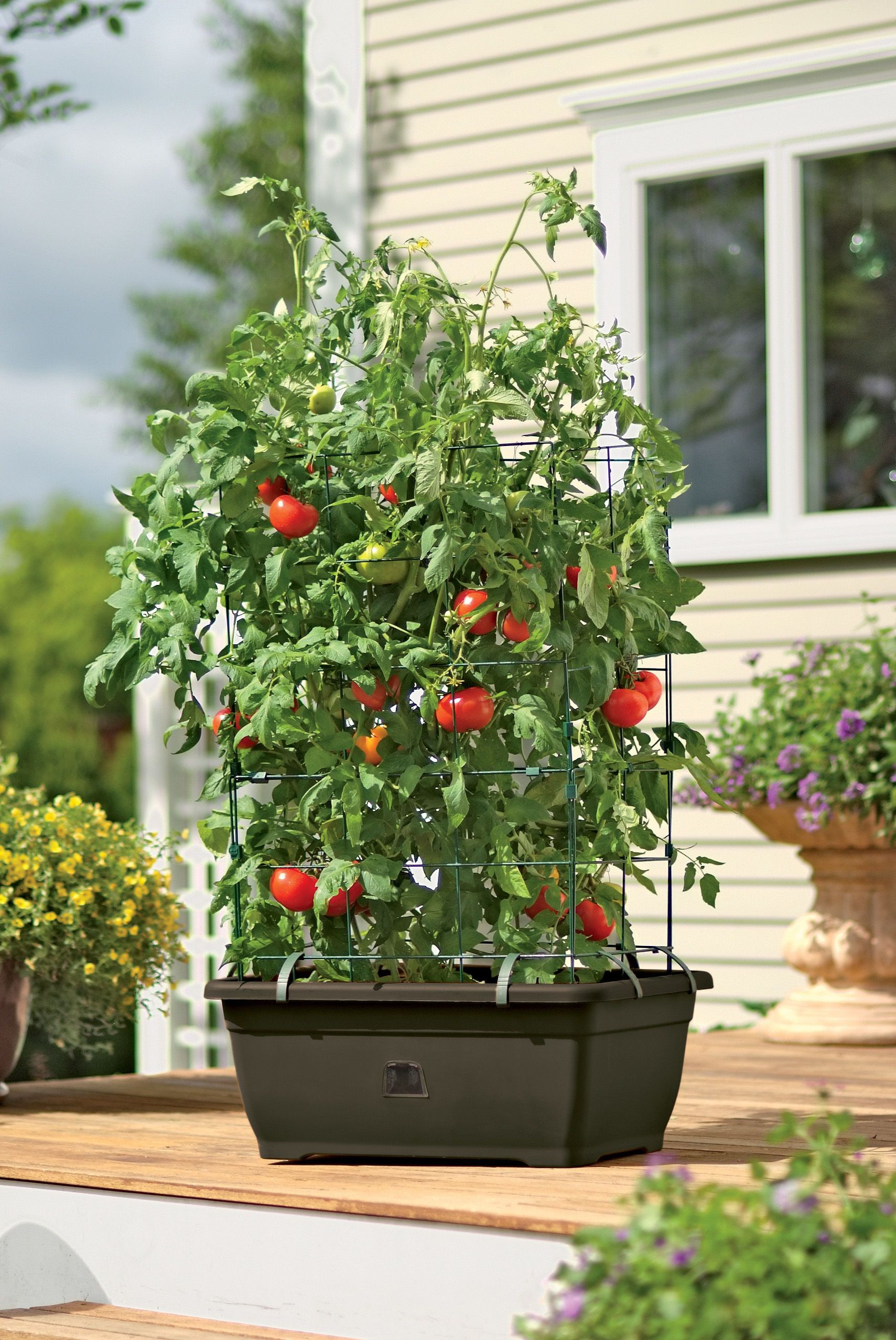 Помидоры в горшке фото Tomato Success Kit Tomato planter, Tomato garden, Growing organic tomatoes