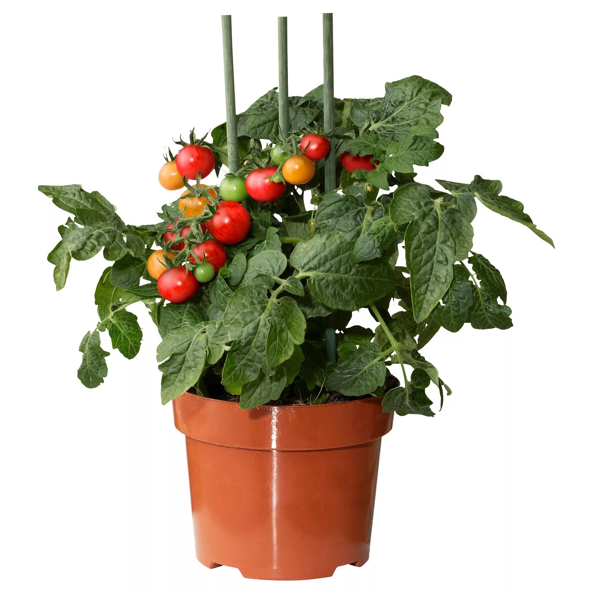 Помидоры в горшке фото Produtos Tomato plants, Plants, Interior plants