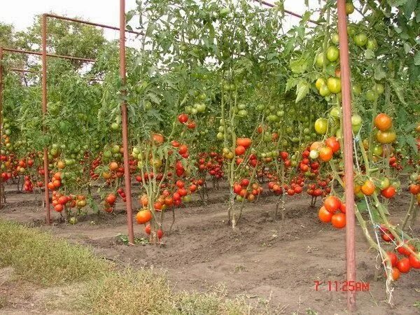 Помидоры в грунте фото Все для дачи.: УХОД ЗА ПОМИДОРАМИ ОТ ФИТОФТОРЫ Дизайн овощного огорода, Теплично