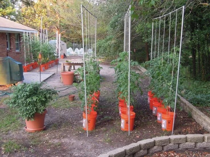 Помидоры в грунте фото tomato trellis Growing vegetables, Tomato trellis, Growing tomatoes in container