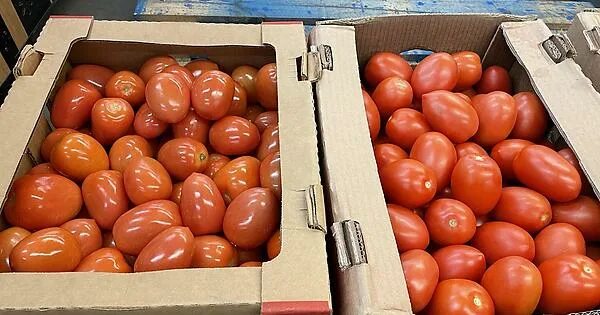 Помидоры в коробке фото I work in grocery, and these two boxes of Roma Tomatoes came on the truck this m