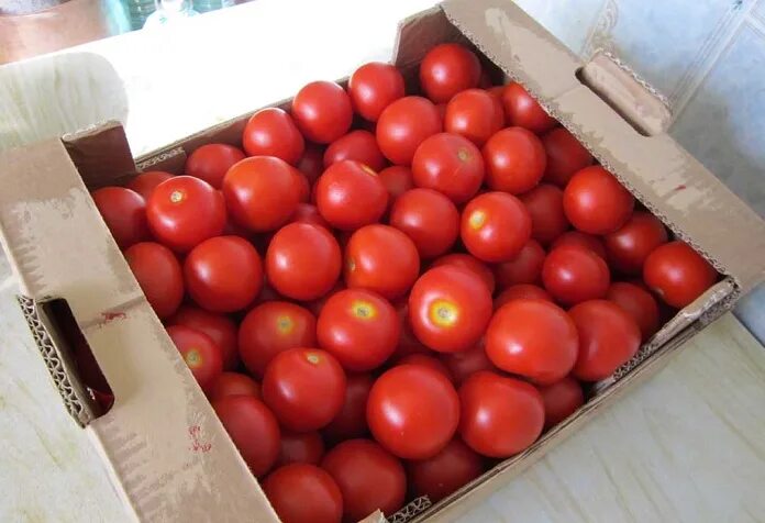 Помидоры в коробке фото Azerbaijan sharply increases tomato export to