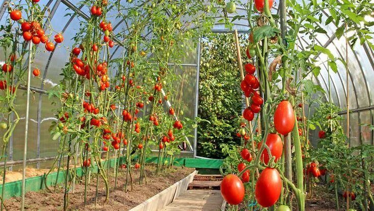 Помидоры в теплице для начинающих фото The 4 Best Ways to Support Your Tomato Plants Growing organic tomatoes, Tomato f