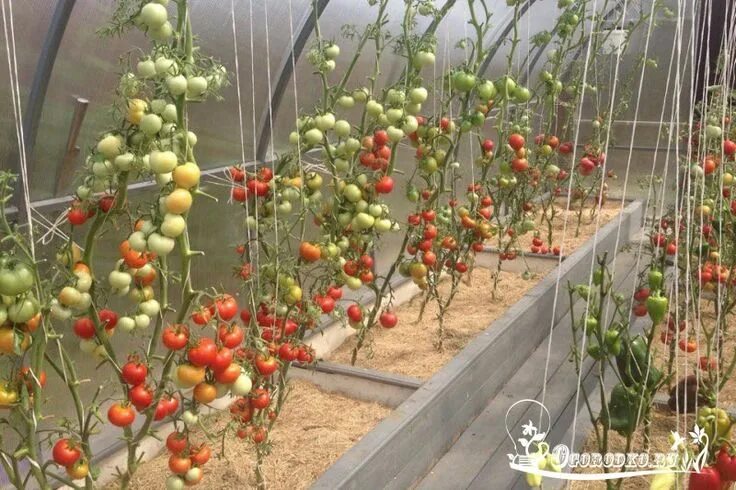 Помидоры в теплице для начинающих фото mul'chirovaniye pomidor v teplitse travoy Diy garden, Grapes, Tomato