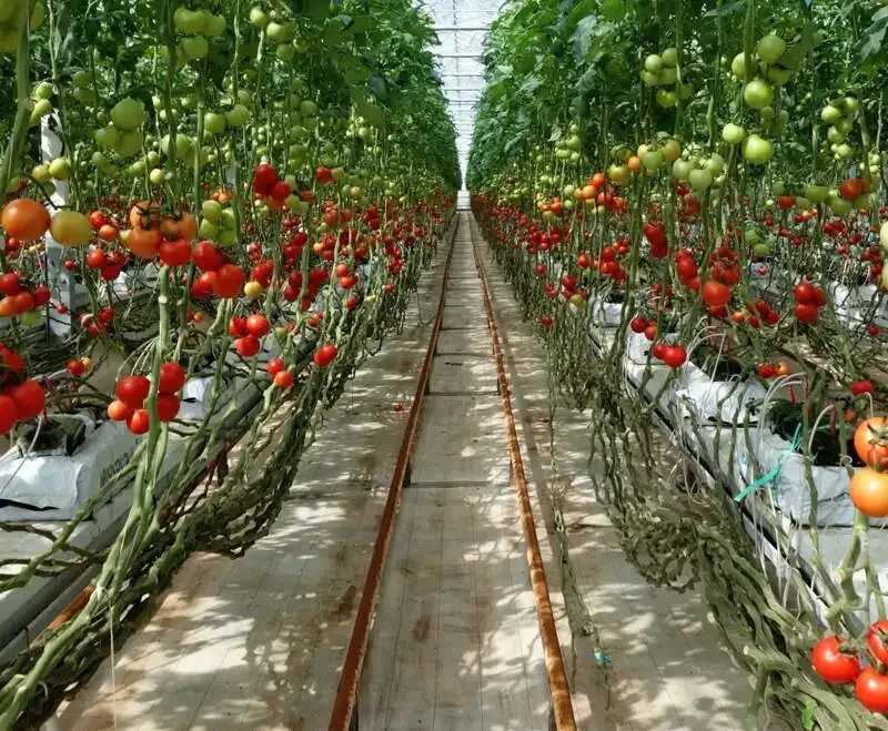 Помидоры в теплице фото In Stock Fast Delivery Plastic Film Green House Agricultural Greenhouses - Buy A