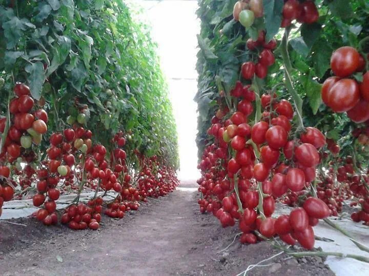 Помидоры в теплице фото More trellised tomatoes Tomato garden, Vegetable harvest, Veg garden