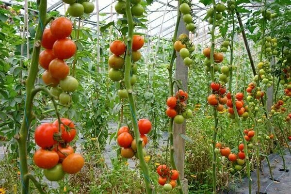 Помидоры в теплице из поликарбоната фото mơ thấy cà chua điềm báo gì cho bạn Vegetable farming, Tomato farming, Plant dis