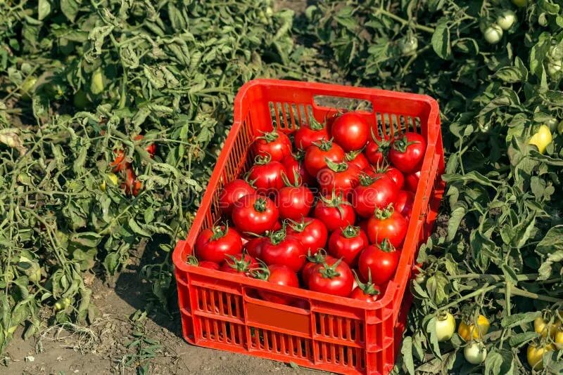 Помидоры в ящике фото Harvested tomato harvest stock image. Image of fruit - 107995299